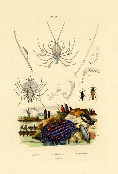 Seeschnecke von French School